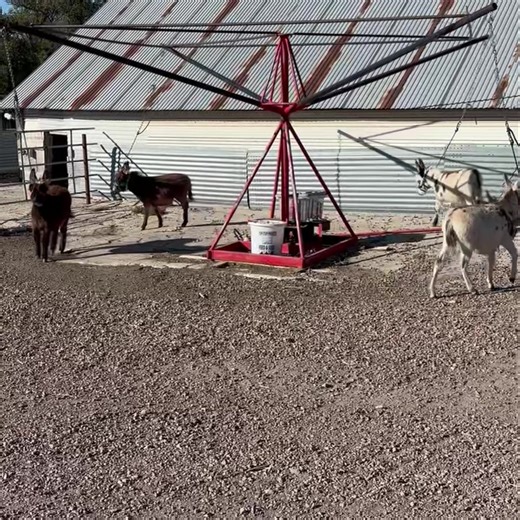 11K views · 177 reactions | A few foals working on halter breaking today. BV Ranch located in Northeast Nebraska | BV Ranch | Facebook