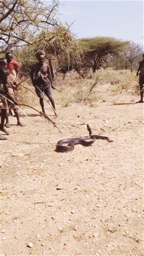 Hadzabe Hunters Catch Giant Python! 🐍🏹 #shorts #wildlife #sanke