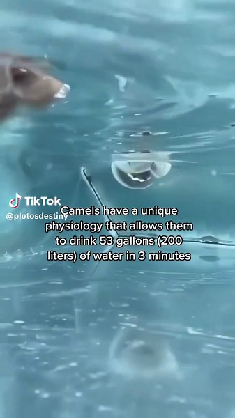 Camels have a unique physiology that allows them to drink 53 gallons (200 liters) of water in 3 minutes