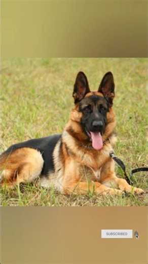 jermamshapard dog play time#dog#dogs#shorts#short#puppy#youtubeshorts