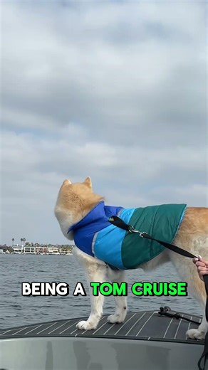 Day in life of croissant part 2 #dog #dogshorts #cutedog #shorts #shortvideo