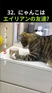 32 猫ちゃんの友達は宇宙人? 냥이 친구는 외계인? Is your cat friend an alien? #cat #funny #cute