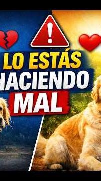 How to LENGTHEN your dog's life 🐾 5 walking mistakes to avoid (complete guide)