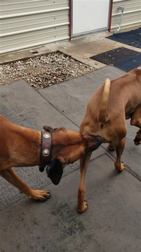 Call today to reserve your pup from Huntersonfarms.com | Rhodesian Ridgebacks at Hunterson Farms