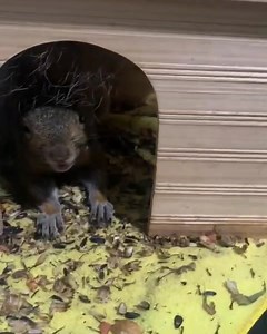 32K views · 2.5K reactions | chipchloesquirrel on Reels | Facebook