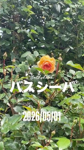 Bathsheba ⠀⠀May 1, 2026. A shrub rose by David Austin. An English rose.