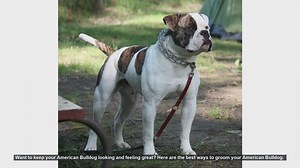 Top Grooming Tips for Your American Bulldog