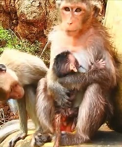 Newborn diarrhea..- What happy with tiny newborn baby got unhealthy like this #Monkeyvideos | Monkey Smile