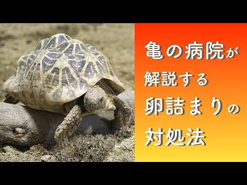 亀の卵詰まり 症状と対処法や手術（産卵失敗,動かない,食欲不振,食べない,後ろ足を引きずる【大阪堺 爬虫類 亀の病院】