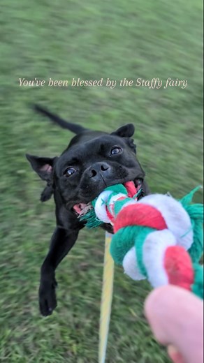 Vegemite The Staffy on Instagram: "Send this to someone who needs some magic ✨ #staffy #staffygram #staffordshirebullterrier #staffie #staffypuppy #staffiesofinstagram #staffylove #staffycuteness #dogsofaustralia #dogsofinstagram #staffyaustralia #blackstaffy #sbt #staffielove #bully #bullybreed #bullylove #bullylife #blacklab #bluestaffy"