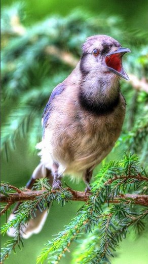 Blue Jay Squeaky Gate Call
