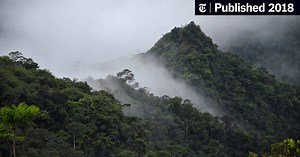 Saving Hummingbirds Is One Small Step in Saving the Planet