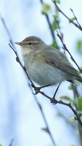 That unmistakable "chiff-chaff-chiff-chaff" sound floating down from the treetops! This tiny warbler might look plain, but its two-note call is one of the most reliable signs that spring has truly arrived in Britain. Chiffchaffs are among our earliest migrant visitors, often returning before the leaves are even on the trees. This makes them easier to spot as they flit about catching insects, though you'll hear them long before you see them. Listen for that distinctive rhythm - it's actually how 