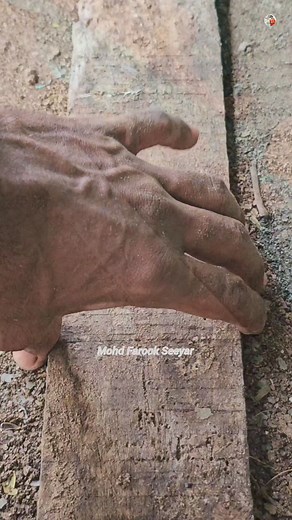 1.6M views · 10K reactions | Mealworms life cycle  | Mohd Farook Seeyar | Facebook