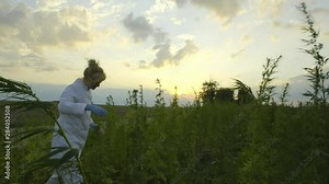 Scientist looking at bad and windy weather in marijuana CBD hemp plants field
