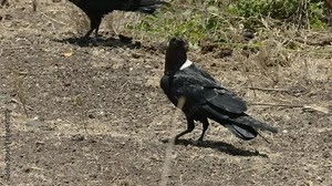 white necked raven on the ground