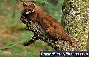 Comment Se Débarrasser Des Nœuds Dans Le Trapèzes 💪💪 Tout À Propos Des Modes De Vie Sains Et De Remise En Forme - 2025