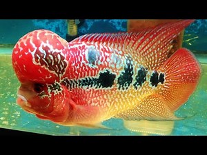 7 Poissons Exotiques Uniques Au Monde