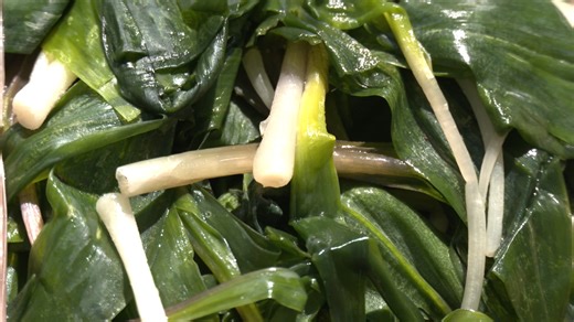 Richwood means ramps, as they are the official ramp capital of the world - WOAY-TV