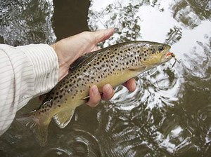 Our Finest Eastern Region Trout Streams - Game & Fish