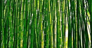 Bamboo – The green gold of China