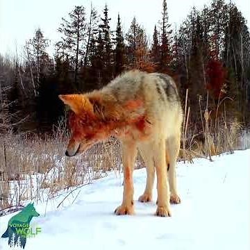 Intense footage of wolves with blood-soaked faces after kill