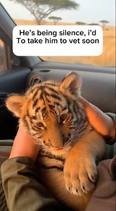 He Saved a Tiger Cub. It Never Forgot.