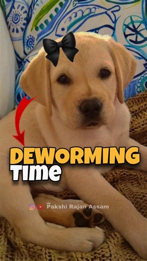 Dog ka deworming #birds #dogs #puppy #labrador #labradorpuppy #labradorretriever #dogeshbhai #pets