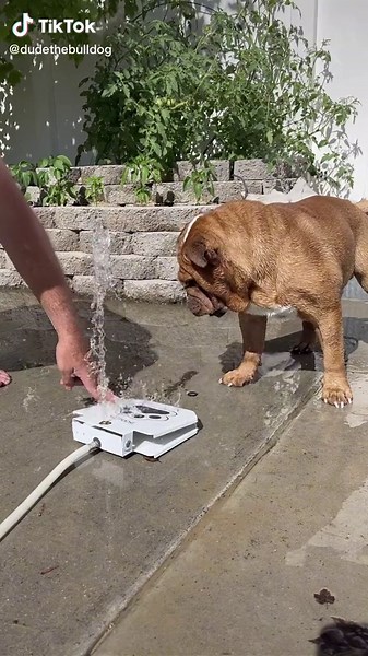Guys I finally figured out this water toy and its amazing 🙌 #dogtoys #watertoys #summerfun #mansbestfriend #bff #dogs #dogfountain