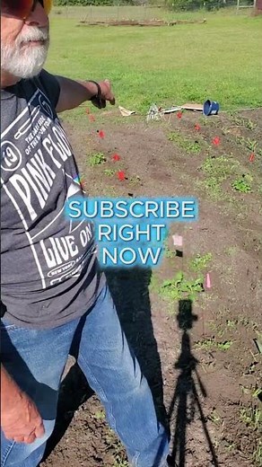 This Simple Farm Tool Saves Me COUNTLESS Plants #organicgardening #gardening #garden