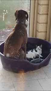 3.5M views · 736 reactions | When someone's in your bed and you just can't get them to leave  via @ViralHog | Metro | Facebook