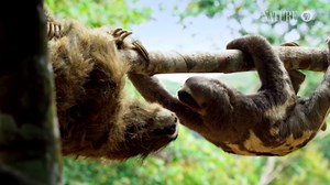 Nature:'Spy Sloth' Meets Real Sloth Season 35 Episode 9