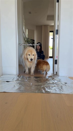 Golden Retriever & Corgi Reactions to Tin Foil