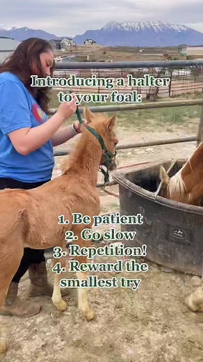 Training a 11-Month-Old Foal: Halter Introduction Tips