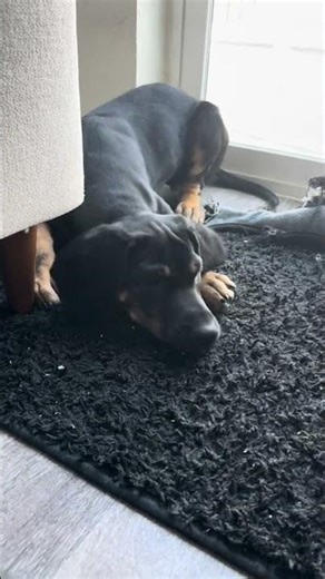 #dog #cute #love #puppy #bark #shorts #short #dogshort #funny #pets #coonhound #subscribe