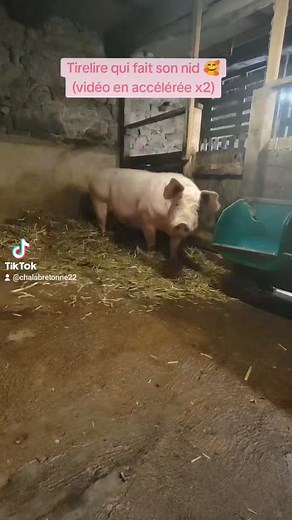 24K views · 1.1K reactions | Image rare de miss Tirelire faisant son...