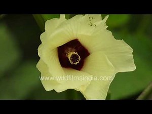 Okra Bhindi Flower and Indian Garden Lizard: Close Look at nature’s beauty amid ordinary vegetables