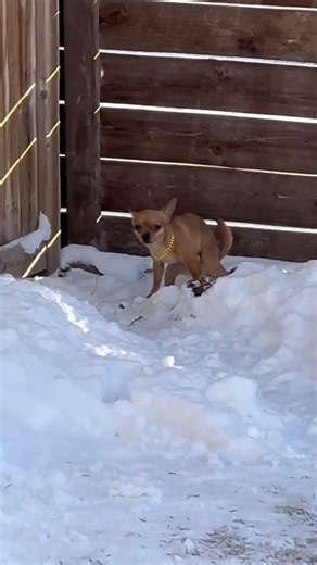 Freezing Cold Poop Break For Chihuahua! 🥶❄️