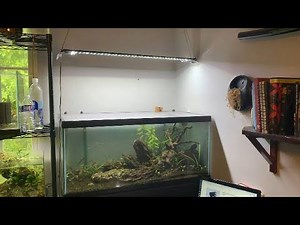 Finnex Planted + 24/7 DIY Hanging for the Crypt Tank