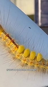 Don’t touch these fuzzy Florida bugs! What you need to know about the Tussock moth caterpillar ➡ https://www.clickorlando.com/news/local/2025/04/08/dont-touch-these-fuzzy-florida-bugs-what-you-need-to-know-about-the-tussock-moth-caterpillar/?utm_source=facebook&utm_medium=social&utm_campaign=snd&utm_content=wkmg6 | News 6 WKMG / ClickOrlando
