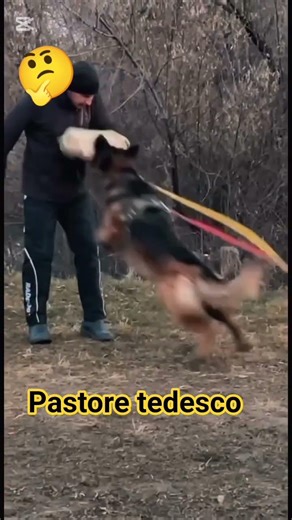 pastore tedesco - guardia o terremoto #cani #doglife #funnydogs #razze #shorts #viral