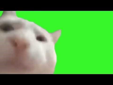 Cat Vibing Meme Green Screen ( 1 Hour )