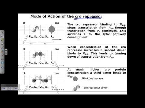Lytic cycle of bacteriphage | lambda phage lytic cycle