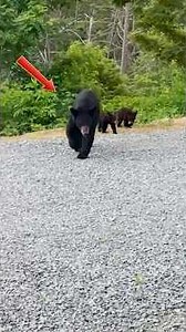 Heart-Pounding Bear Sightings #shorts