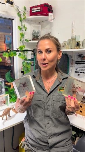 Emma Teni on Instagram: "How to tell the difference between adult male and female funnel web spiders 🕷️ . . . #funnelweb #spider #australia"