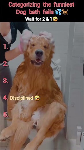 Dog bath fails 🐕💦🤣. (Subscribe if you love dogs 😊)