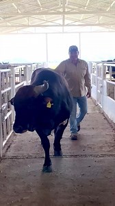 El colibrí tan bravo en el ruedo y tan mansito con el FFF… En unos minutos más haremos una transmisión pa presentar los toros que estarán mañana en Yautepec, Morelos. Pendientes 🔥 | Rancho La Candelaria - FFF