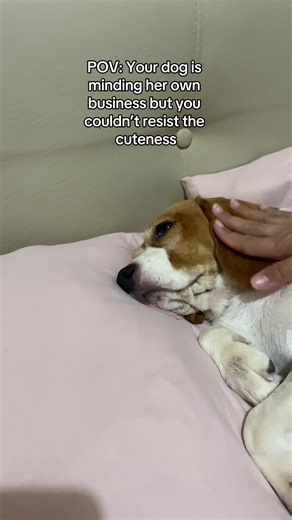 Stop being so cute then #fyp #beagle #beaglelover #beaglesoftiktok #petsoftiktok #petlover #dogsoftiktok #doglover #cutedog