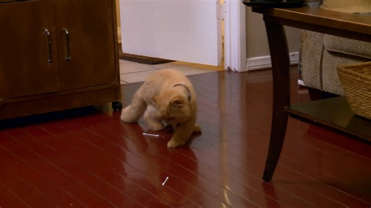 Jackson works on the behavior of a hyperactive cat named Mr. Weasley. However, when this Persian cat goes down mid-play, the story takes a completely different turn. #MyCatFromHell | Animal Planet