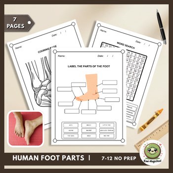 Human Foot Anatomy & Bone Labeling | Skeletal System Diagram (No Prep)